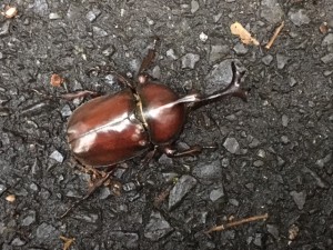 大きなチャンス到来の暗示？？