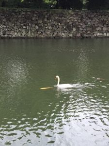 白鳥と鯉に癒されました。　～　皇居ラン